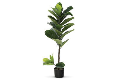 GIANT FIDDLE - 110cm Plant