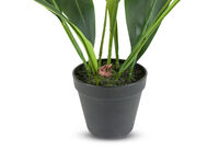 ASPIDISTRA