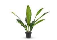 ASPIDISTRA