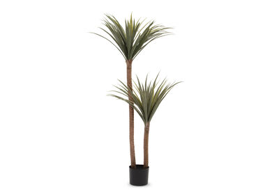 DRACAENA TREE - 140CM