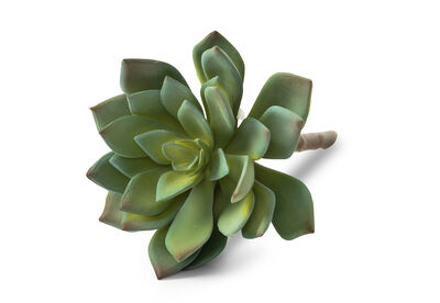 ECHEVERIA RELAR - 14cm Stem