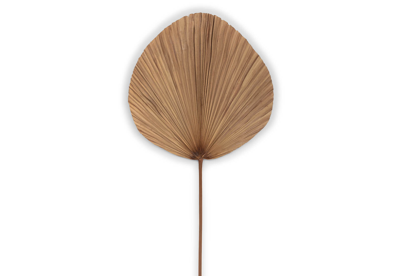 YANA - 150cm Deco Leaf YANA