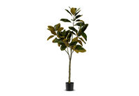 NOLIA TREE