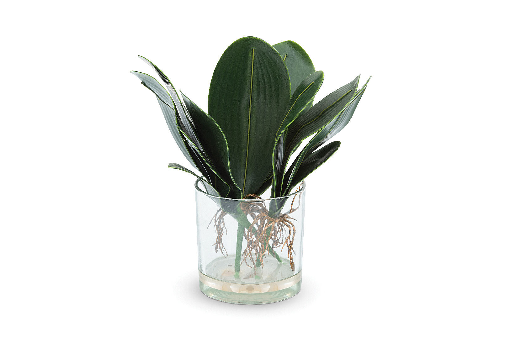 SANSEVIERIA
