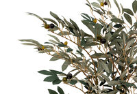 OLIVE TREE