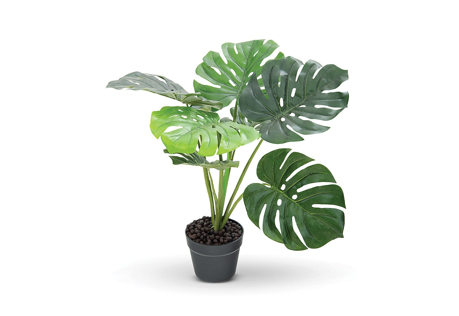 MONSTERA - 60cm Monstera with Black Plastic Pot MONSTERA