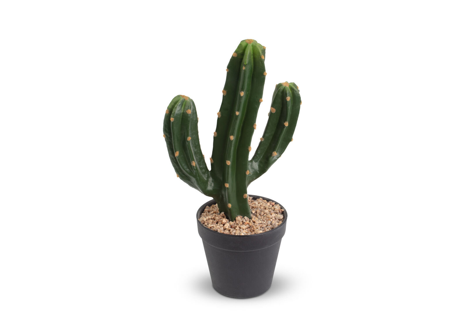 SAGUARO - CACTUS SAGUARO