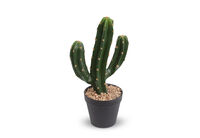 SAGUARO