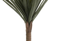 DRACAENA TREE