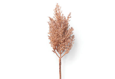 TEA TREE - 62cm Stem
