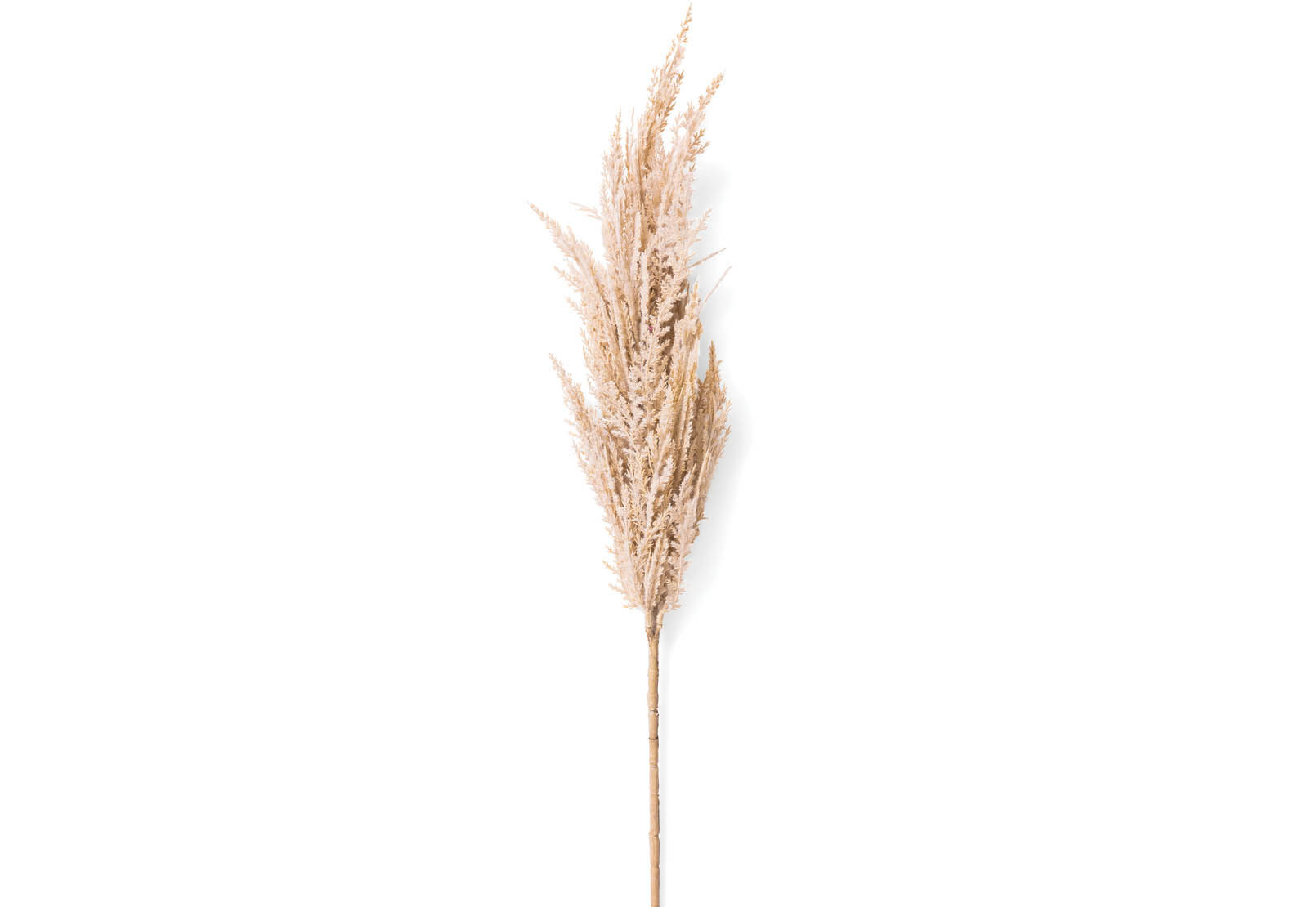PAMPAS - 83cm Stem PAMPAS