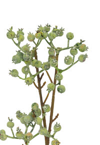 SPINDRA - BERRIES SPRAY SPINDRA