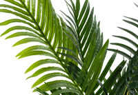 PALM TREE