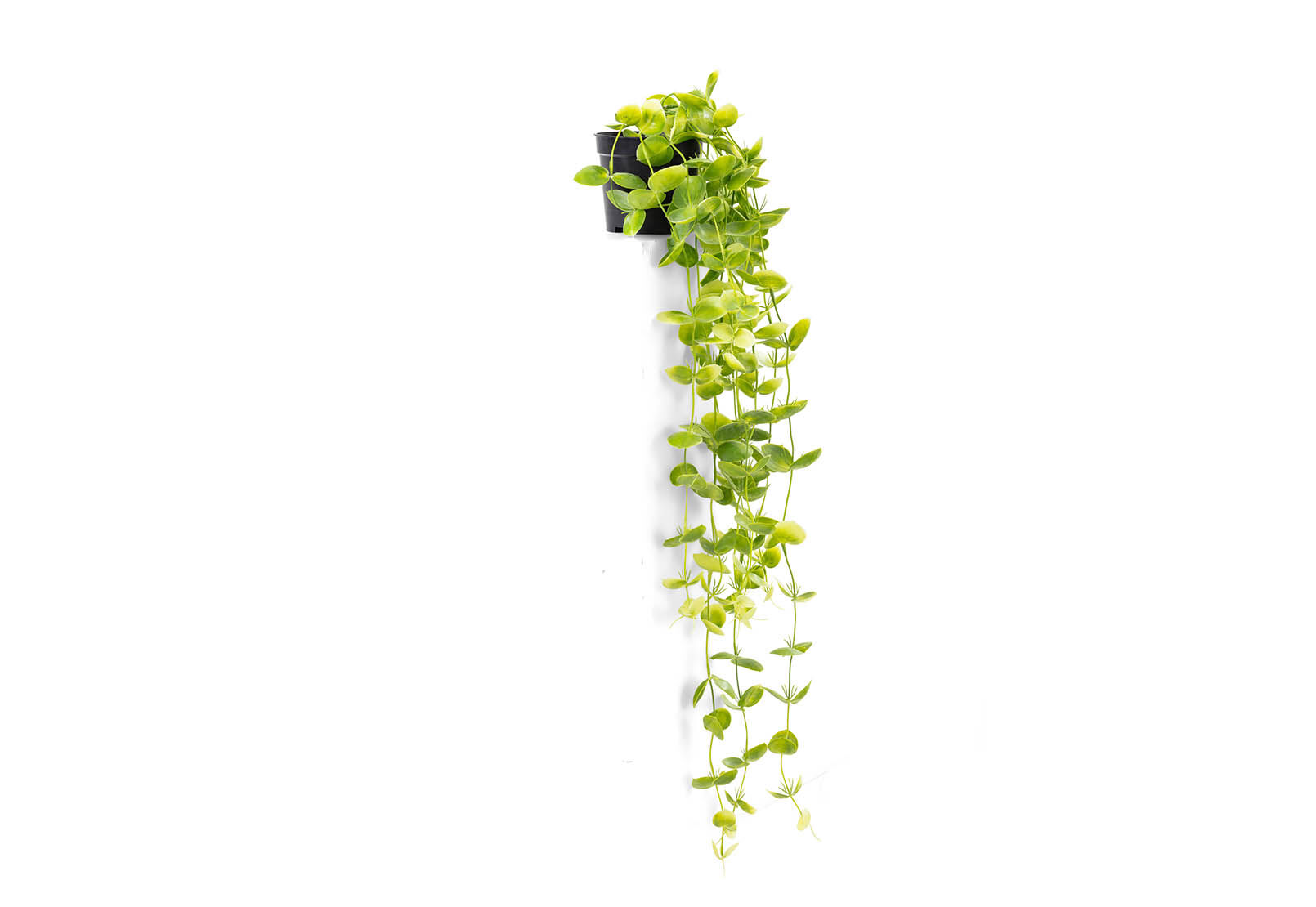 COIN LEAF - 90cm Hanging Pot COIN LEAF