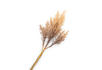 ASTILBE - 82cm Stem ASTILBE