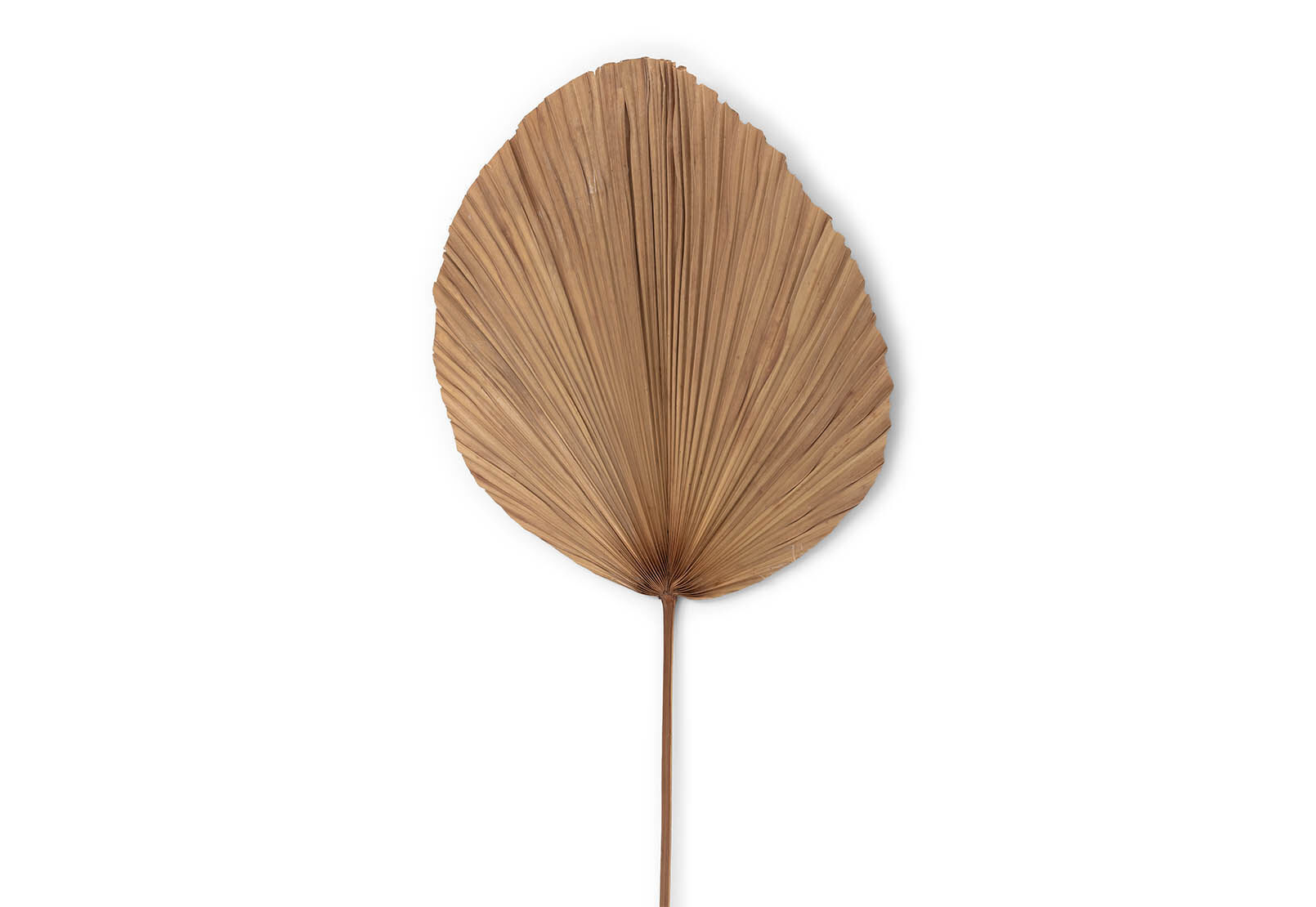 YANA - 150cm Deco Leaf YANA