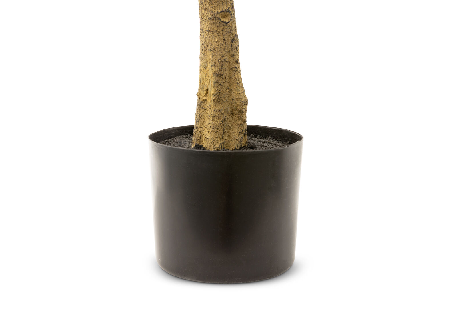 OLIVE TREE