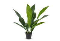 ASPIDISTRA