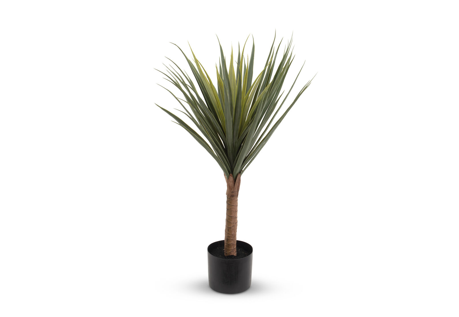 DRACAENA TREE - 85CM DRACAENA TREE
