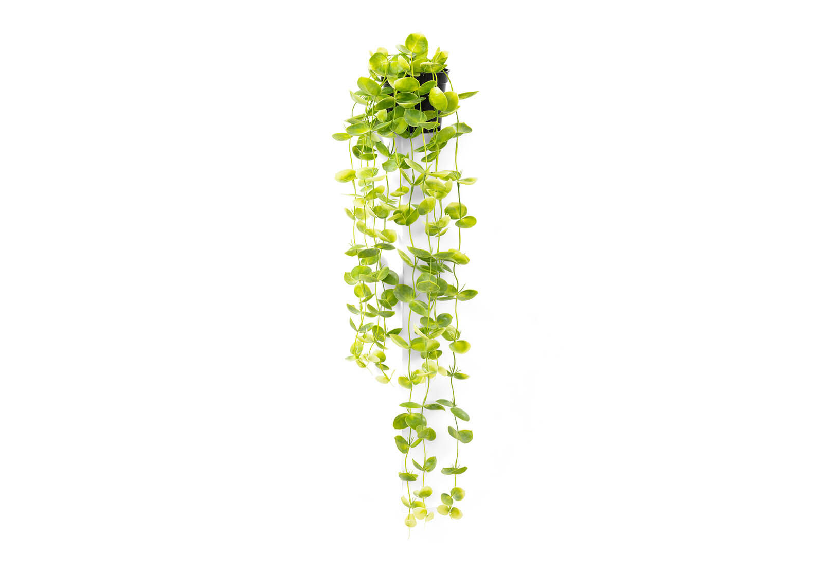 COIN LEAF - 90cm Hanging Pot COIN LEAF