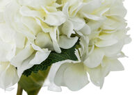 HYDRANGEA
