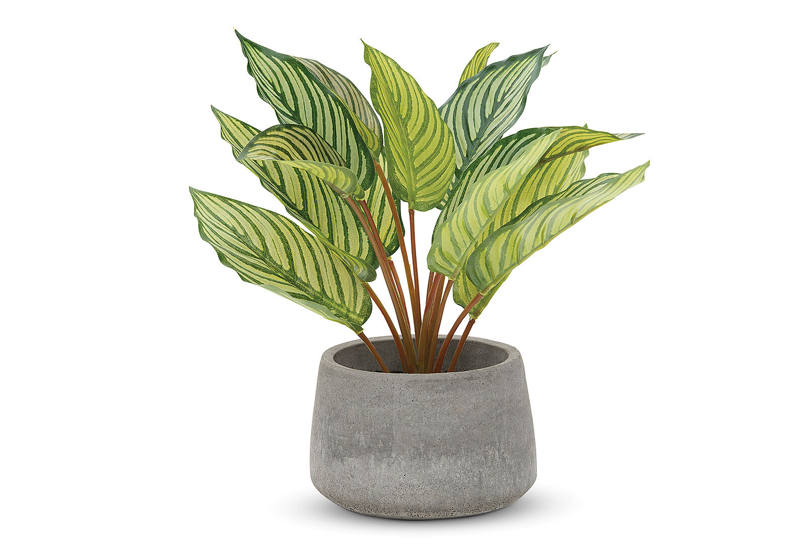 YUCCA