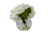 HYDRANGEA