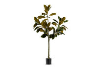 NOLIA TREE