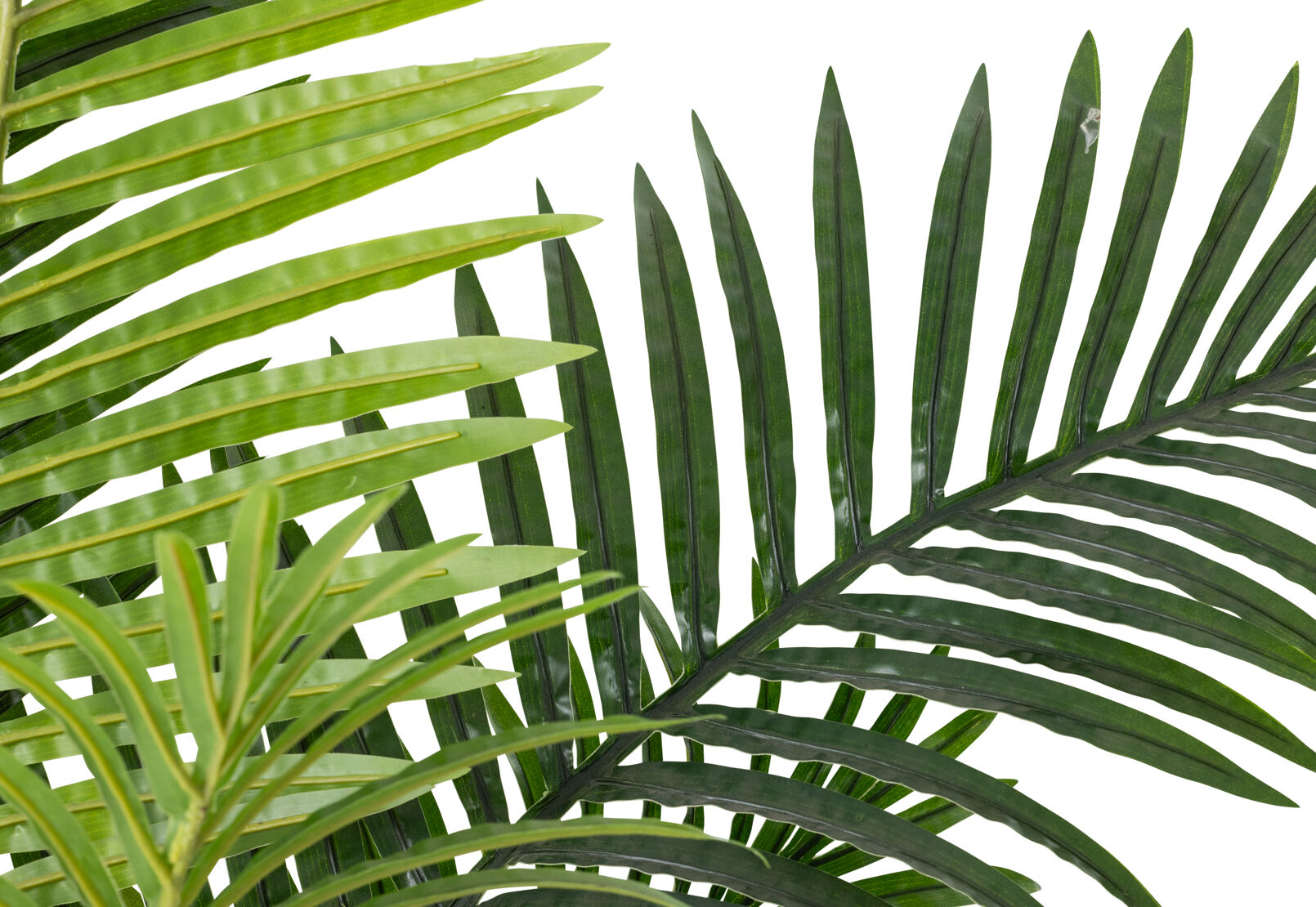 PALM TREE