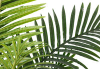 PALM TREE