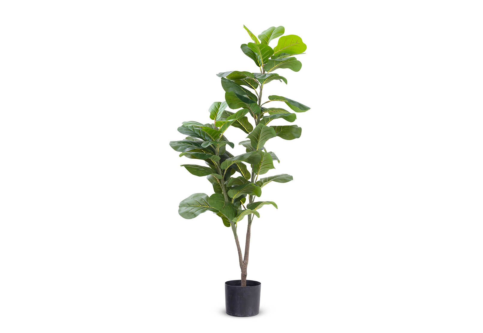 FIDDLE - 120cm Fiddle Leaf Tree FIDDLE