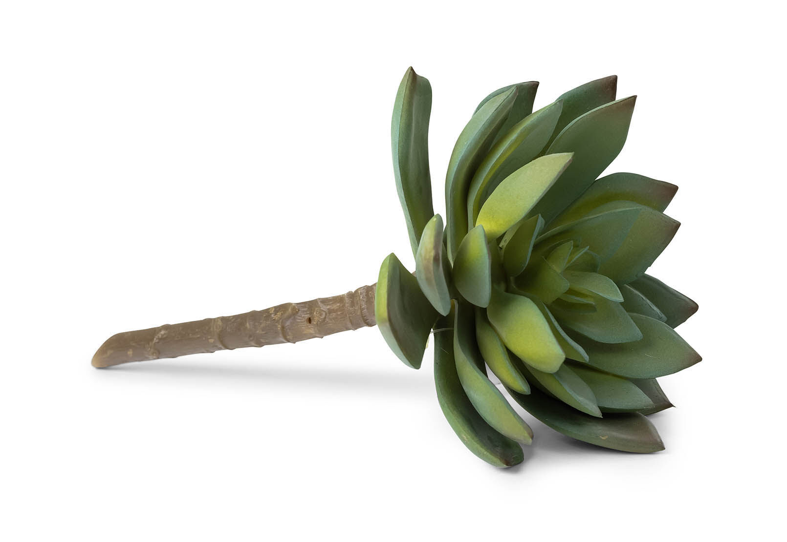 ECHEVERIA RELAR - 14cm Stem ECHEVERIA RELAR