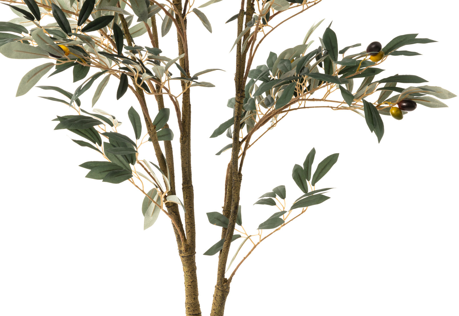 OLIVE TREE