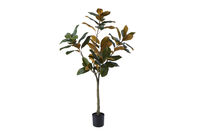NOLIA TREE