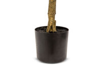 OLIVE TREE