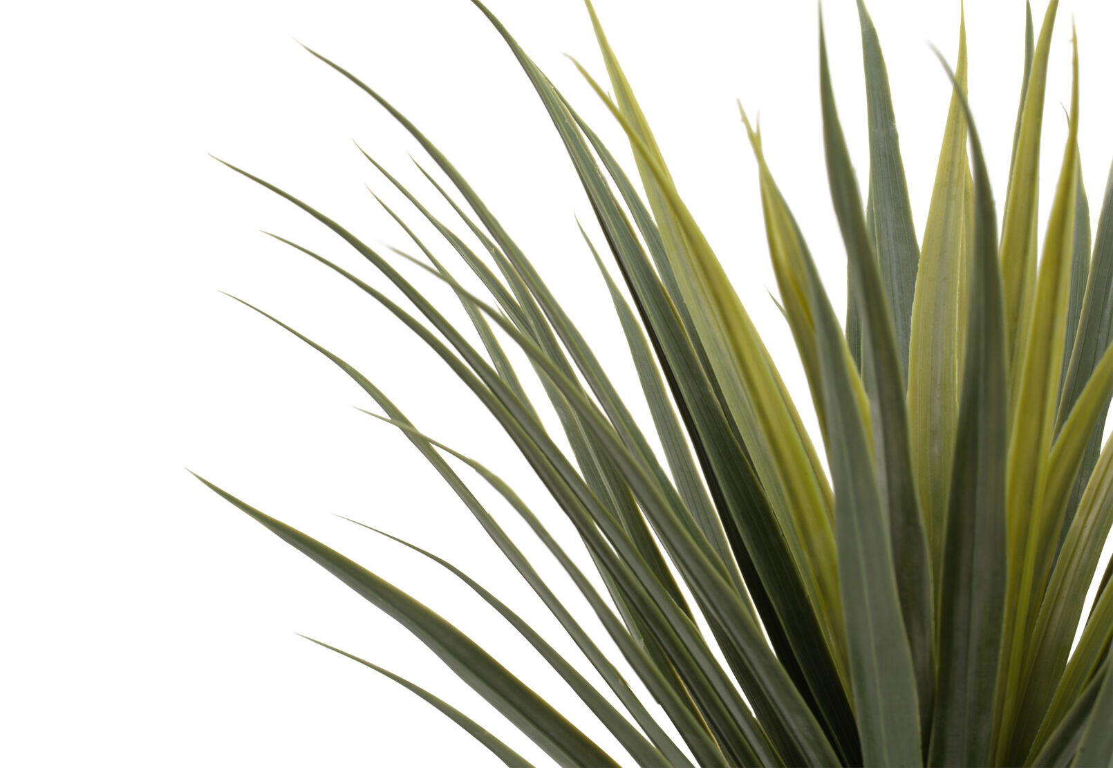 DRACAENA TREE - 85CM DRACAENA TREE