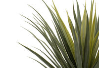 DRACAENA TREE