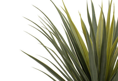 DRACAENA TREE - 85CM