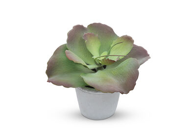 FLAP JACK - Succulent in Pot