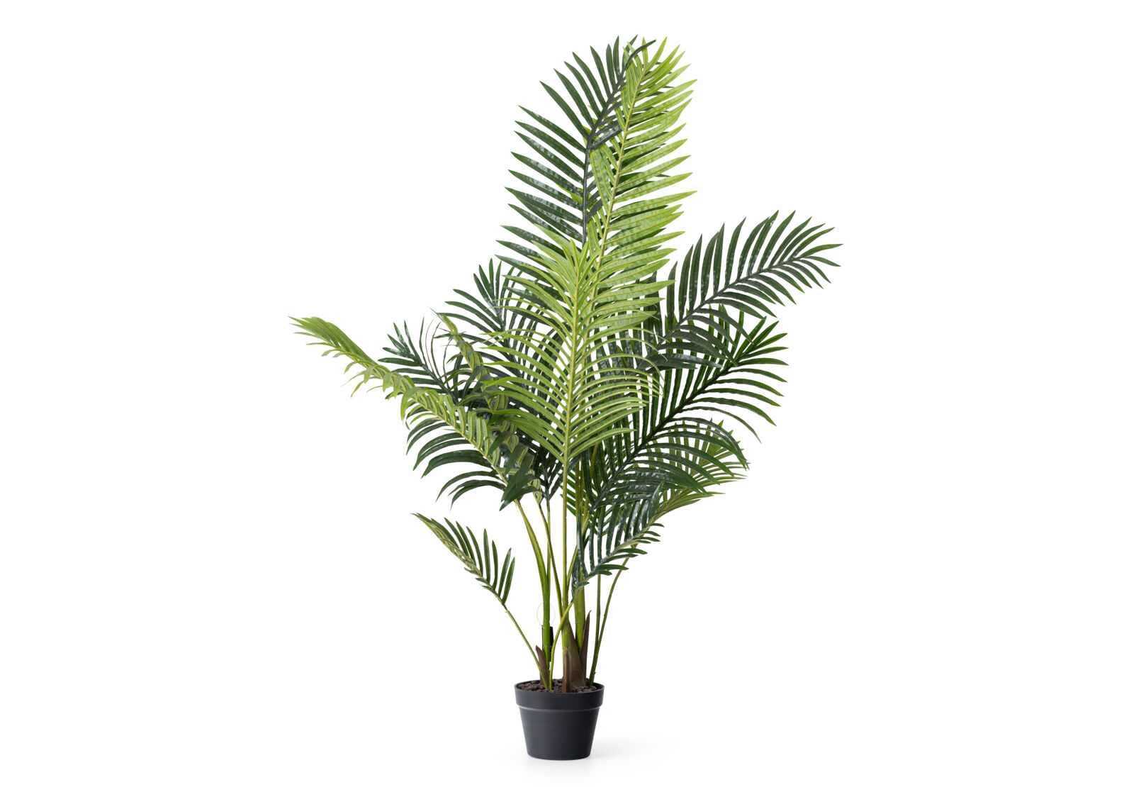 PALM TREE