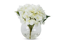HYDRANGEA