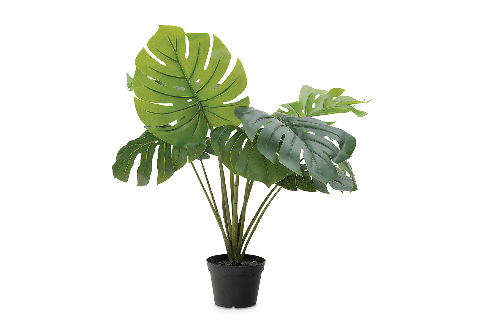 SWISS CHEESE - Large Plant SWISS CHEESE