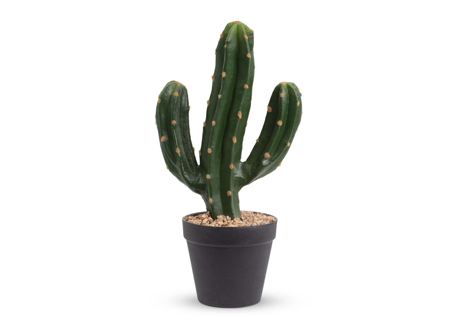SAGUARO - CACTUS SAGUARO