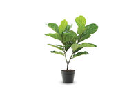 FIDDLE LEAF