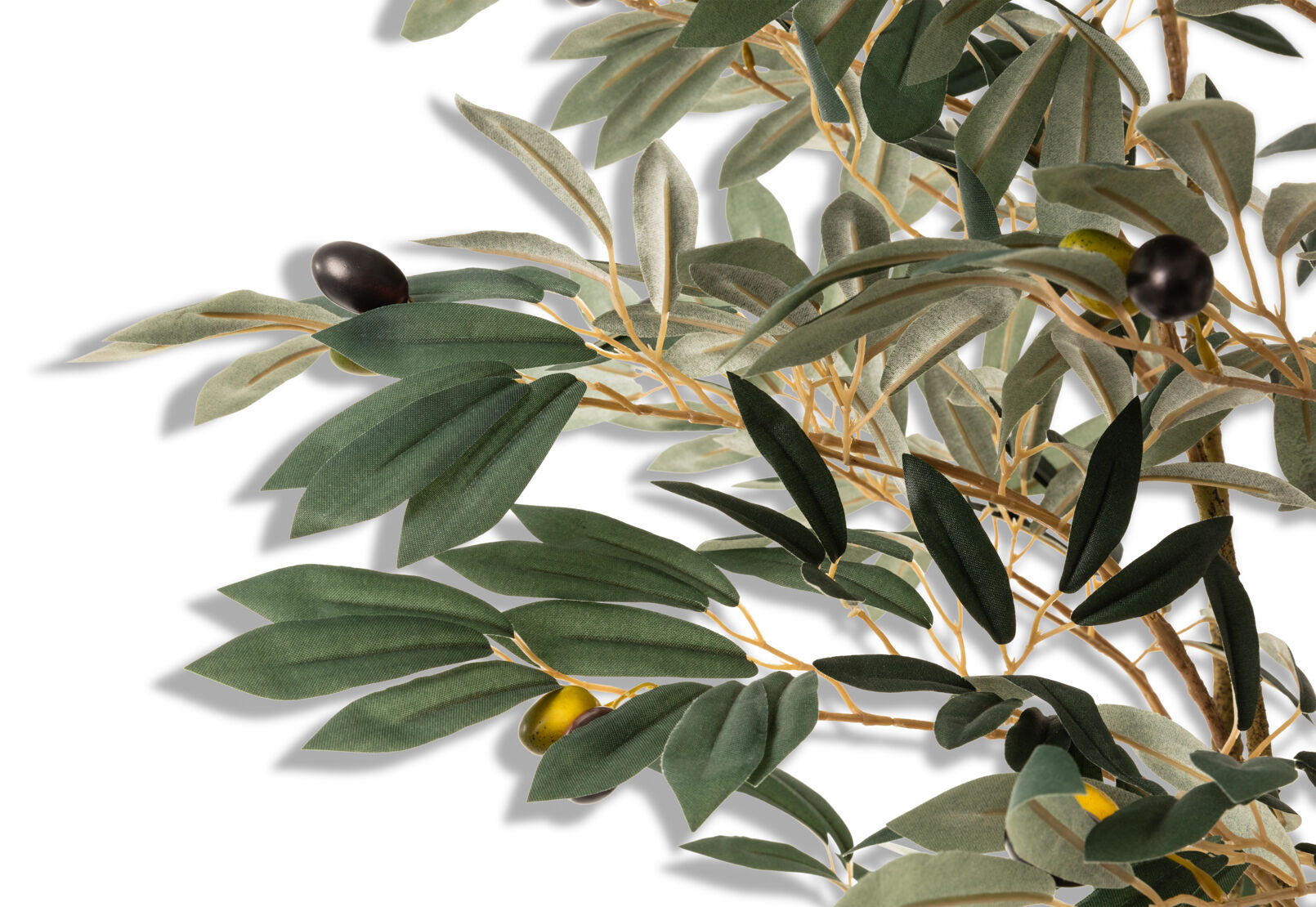 OLIVE TREE
