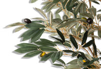 OLIVE TREE