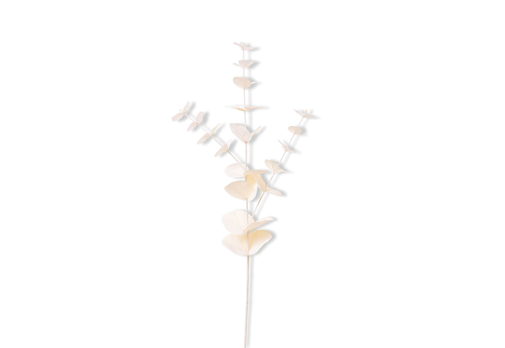 EUCY - 67cm Stem EUCY