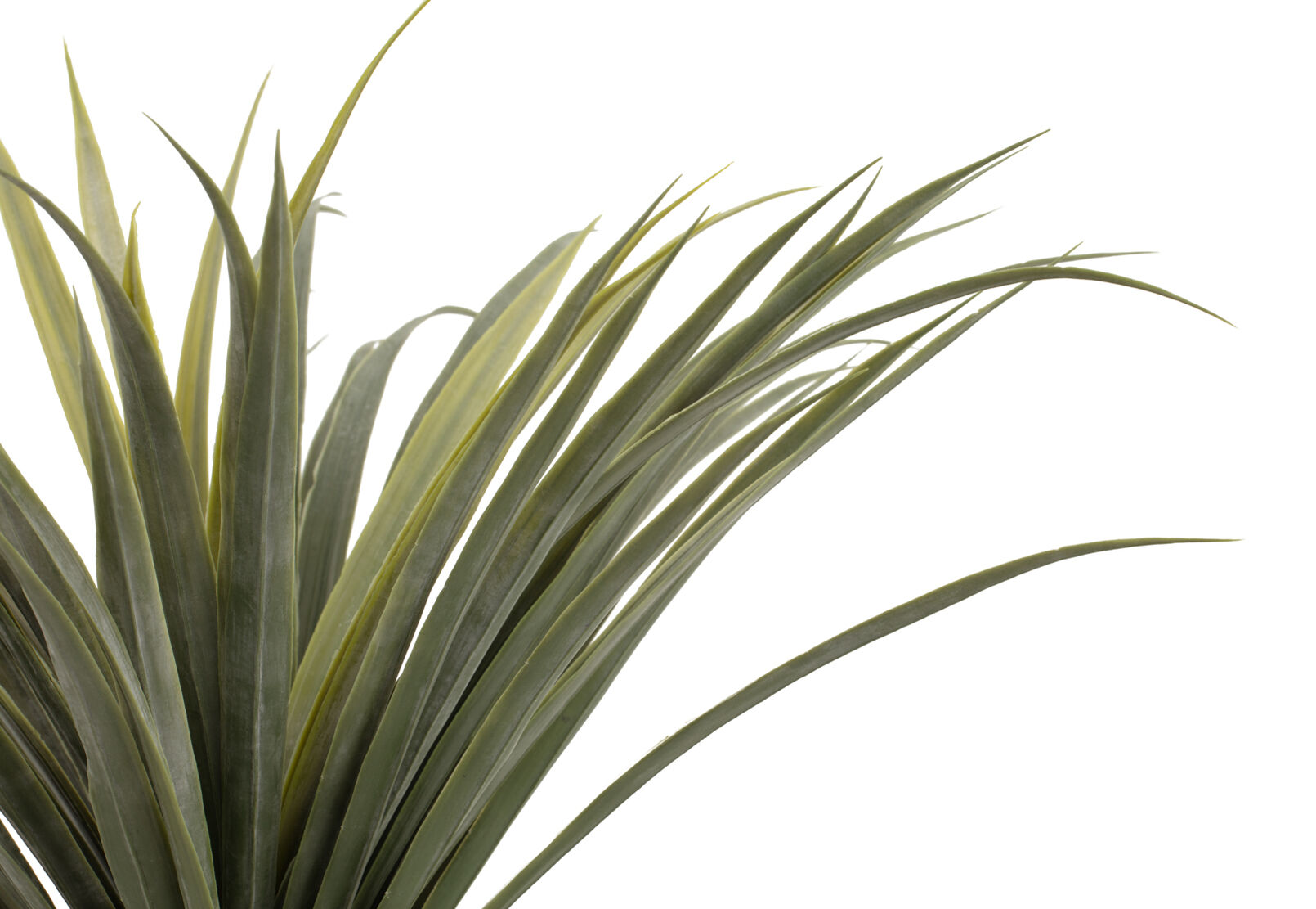 DRACAENA TREE - 140CM DRACAENA TREE