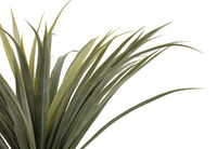 DRACAENA TREE