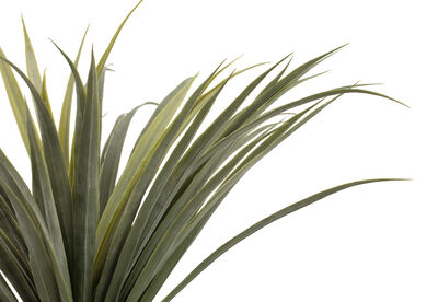 DRACAENA TREE - 140CM